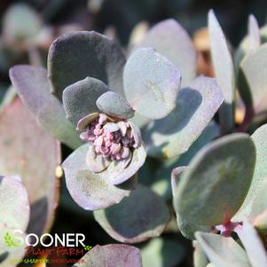 <em>Sedum</em> SUNSPARKLER® DAZZLEBERRY SEDUM: 