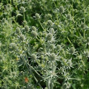 WHITE GLITTER SEA HOLLY