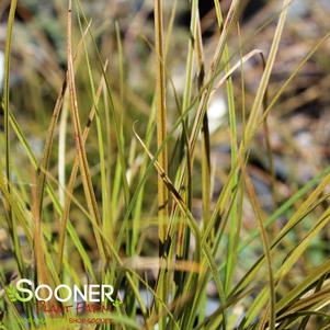 ORANGE NEW ZEALAND SEDGE