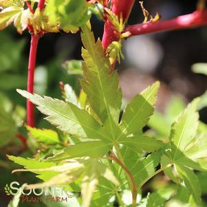 CORAL BARK UPRIGHT JAPANESE MAPLE