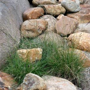 BLUE GRAMA GRASS