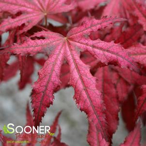 AMAGI SHIGURE UPRIGHT JAPANESE MAPLE