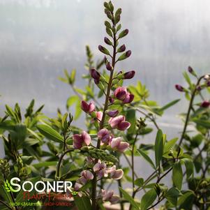 PLUM ROSY FALSE INDIGO