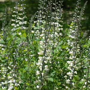 WHITE FALSE INDIGO