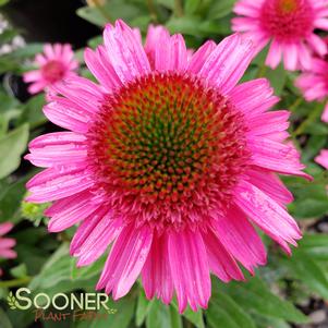 DELICIOUS CANDY CONEFLOWER
