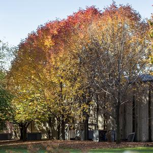 AUTUMN PURPLE ASH