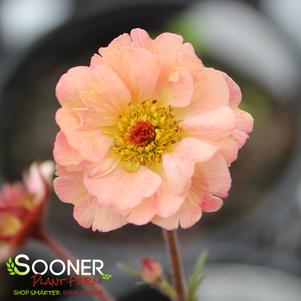 COCKTAIL™ TEQUILA SUNRISE GEUM