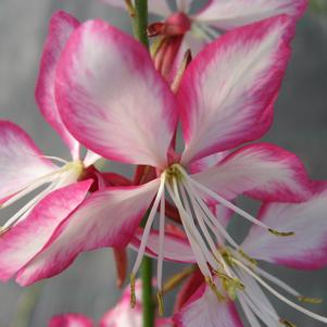 ROSY JANE WAND FLOWER