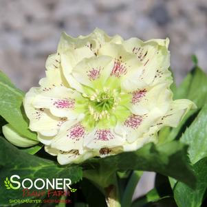 WEDDING PARTY® SHOTGUN WEDDING LENTEN ROSE