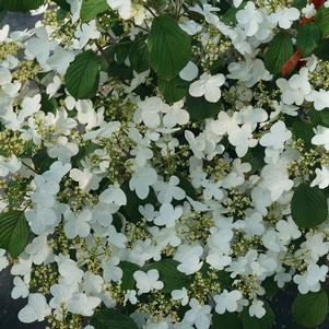 STEADY EDDY® DOUBLEFILE VIBURNUM