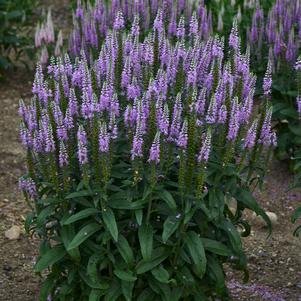 LAVENDER LIGHTSABER SPEEDWELL