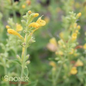 KUDOS™ YELLOW HYSSOP