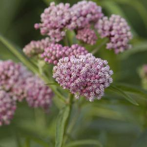 CINDERELLA SWAMP MILKWEED