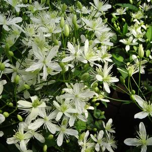 SWEET AUTUMN CLEMATIS