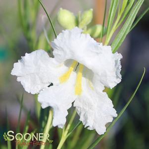 HOPE WHITE DESERT WILLOW