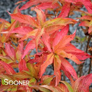 KODIAK® ORANGE BUSH HONEYSUCKLE