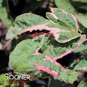 SUMMER CARNIVAL VARIEGATED HARDY HIBISCUS