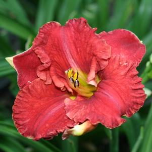 ARUBA RED™ KOKOMO™ DAYLILY