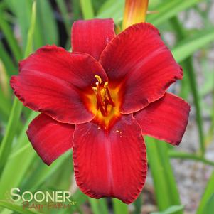 MALLARD DAYLILY