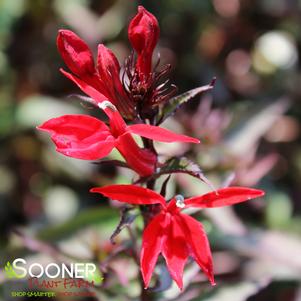 STARSHIP™ SCARLET BRONZE LEAF CARDINAL FLOWER