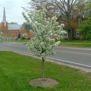 SWEET SUGAR TYME® CRABAPPLE