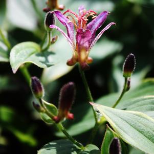 GILT EDGE TOAD LILY