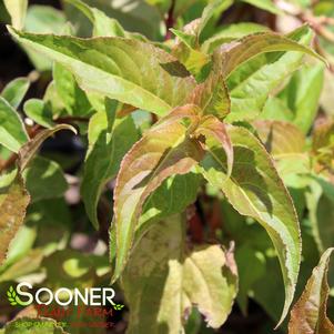 POLAR FLARE™ BUSH HONEYSUCKLE