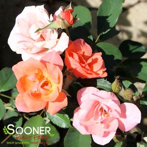 CORAL DRIFT® ROSE