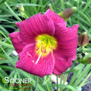 BARBARY CORSAIR DAYLILY