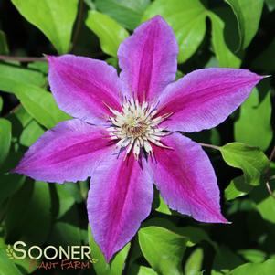 DR. RUPPEL CLEMATIS