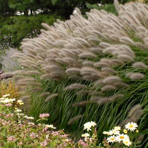 RED HEAD FOUNTAIN GRASS