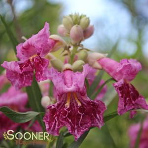 BUBBA DESERT WILLOW