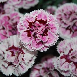 SUPERTROUPER™ VELVET WHITE DIANTHUS