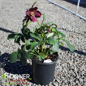 HONEYMOON® ROME IN RED LENTEN ROSE