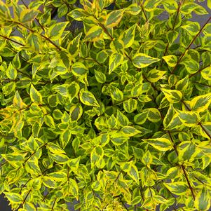 BRILLIANTINA™ ABELIA