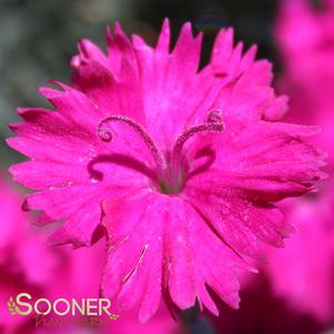 NEON STAR DIANTHUS