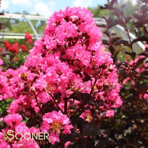 TWILIGHT MAGIC™ CRAPEMYRTLE