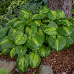 <em>Hosta</em> CATHEDRAL WINDOWS HOSTA: 