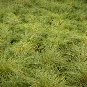 PRAIRIE DROPSEED