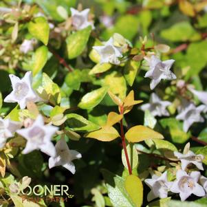 FUNSHINE® ABELIA