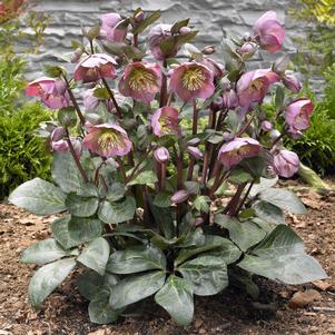 FROSTKISS® PENNY'S PINK LENTEN ROSE