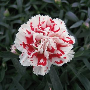 SUPERTROUPER™ RED & WHITE DIANTHUS