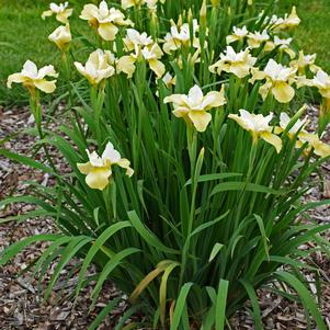 BUTTER AND SUGAR SIBERIAN IRIS