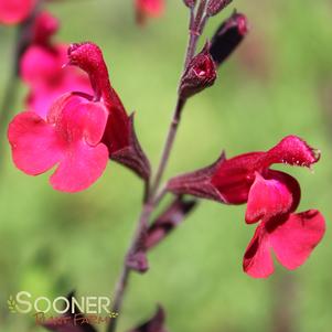 FURMAN'S RED AUTUMN SAGE