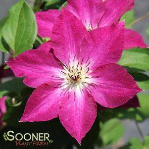 <em>Clematis</em> VIVA POLONIA CLEMATIS: 