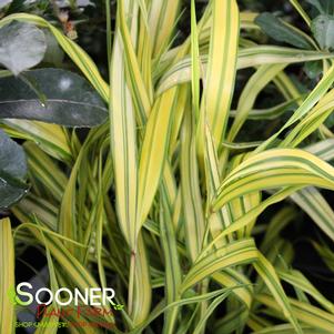 VARIEGATED JAPANESE FOREST GRASS