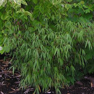 SCABRIDA CLUMPING BAMBOO