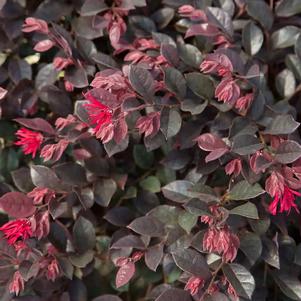 PURPLE DAYDREAM® DWARF LOROPETALUM