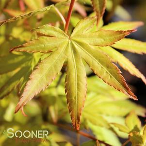 ORANGE DREAM UPRIGHT JAPANESE MAPLE