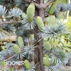 BLUE ATLAS CEDAR